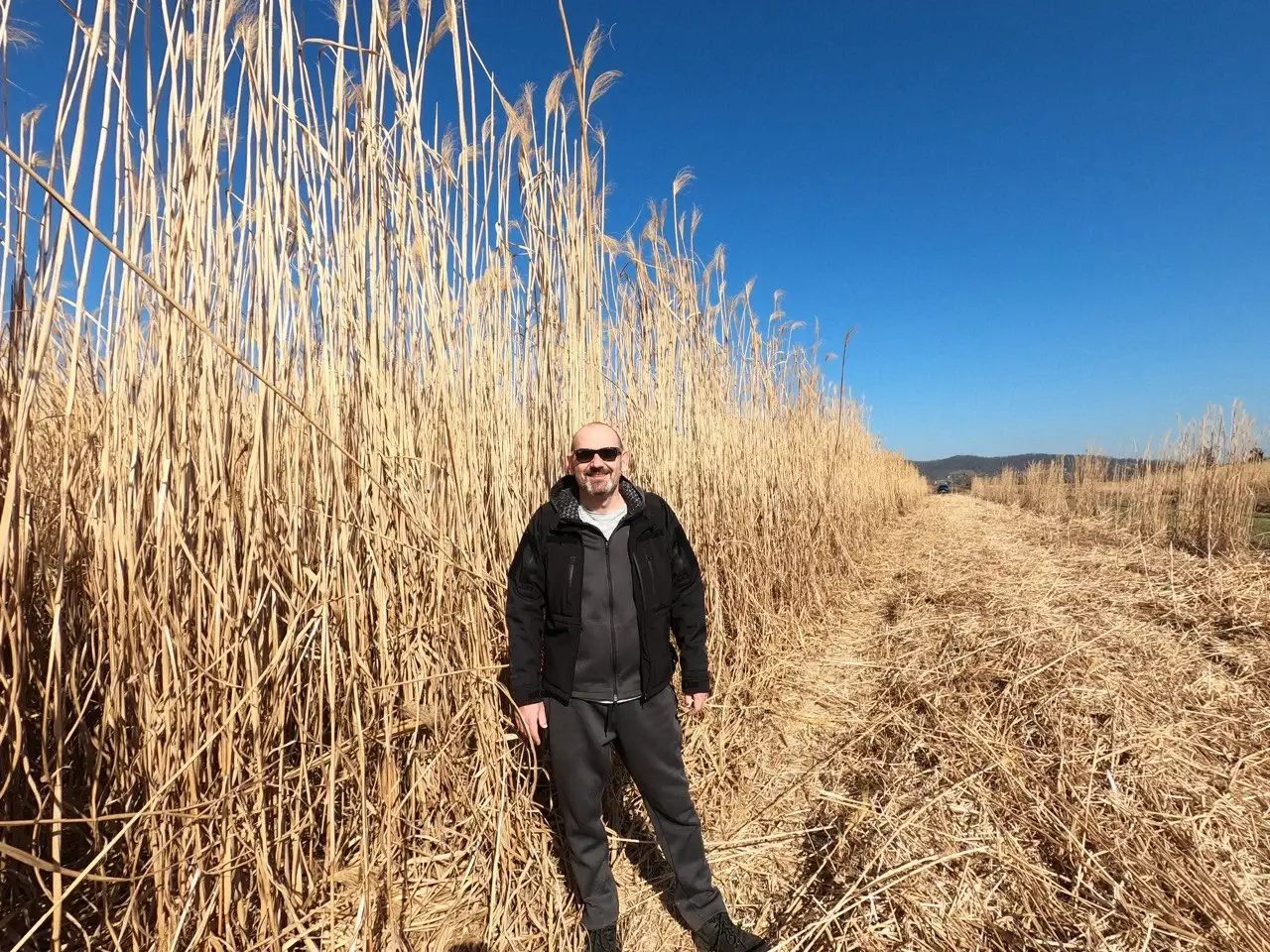 Récolte de la biomasse de miscanthus avec du matériel d’ensilage