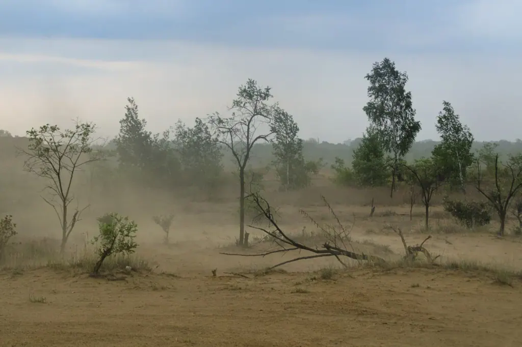 A dolomite waste heap in Bytom, Poland, with a few trees on top and dust blowing across the bare ground