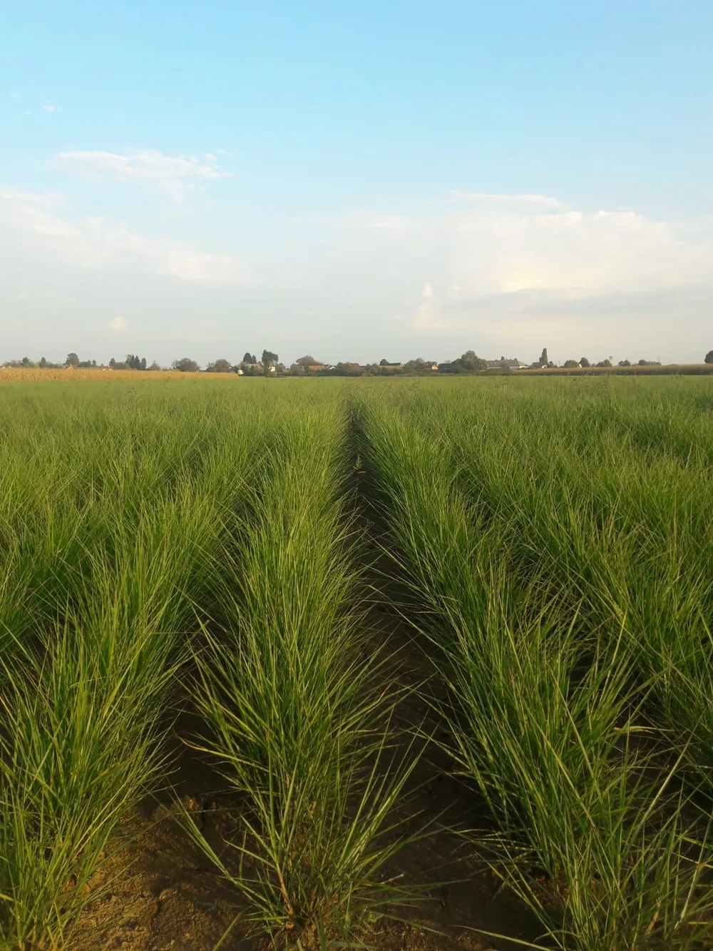 First-year miscanthus rows with bare soil visible between them