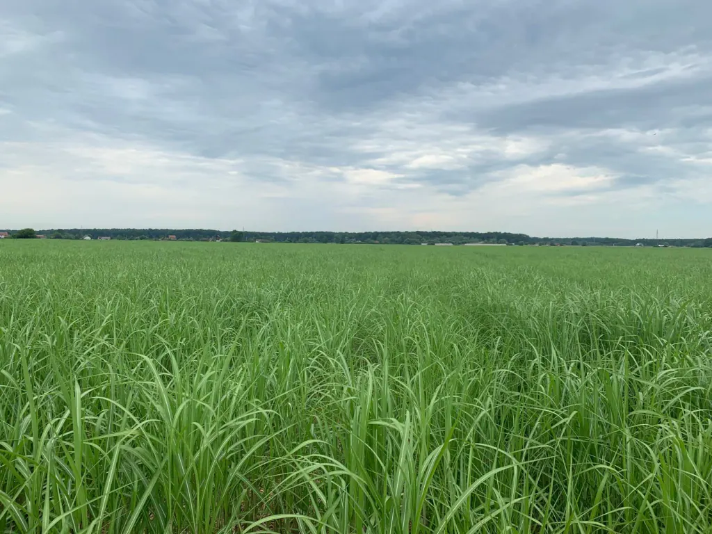 A closed, mature miscanthus stand with no bare ground visible