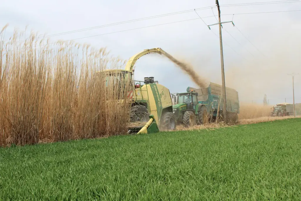 A forage harvester cutting a tall miscanthus stand and blowing the chopped cane into a trailer