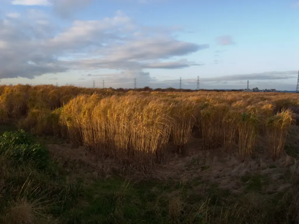 A strip of tall miscanthus between two drainage channels under an evening sky, with pylons behind