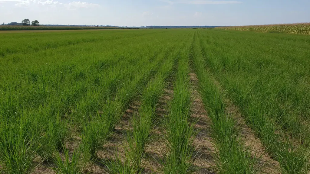 Young miscanthus rows on light soil, established by Zelena Biomasna Energija