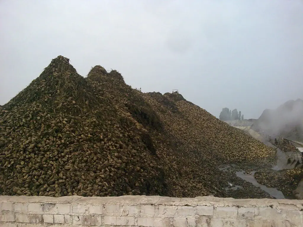 A long pile of sugar beet at a factory, with steam rising behind it