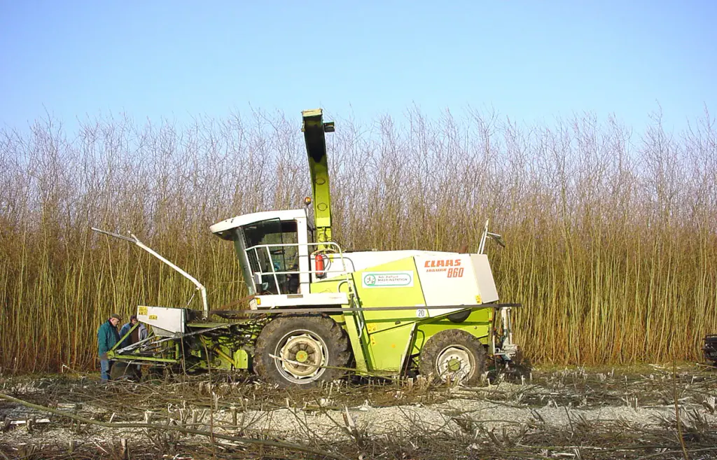 A modified forage harvester cutting a tall stand of short-rotation willow