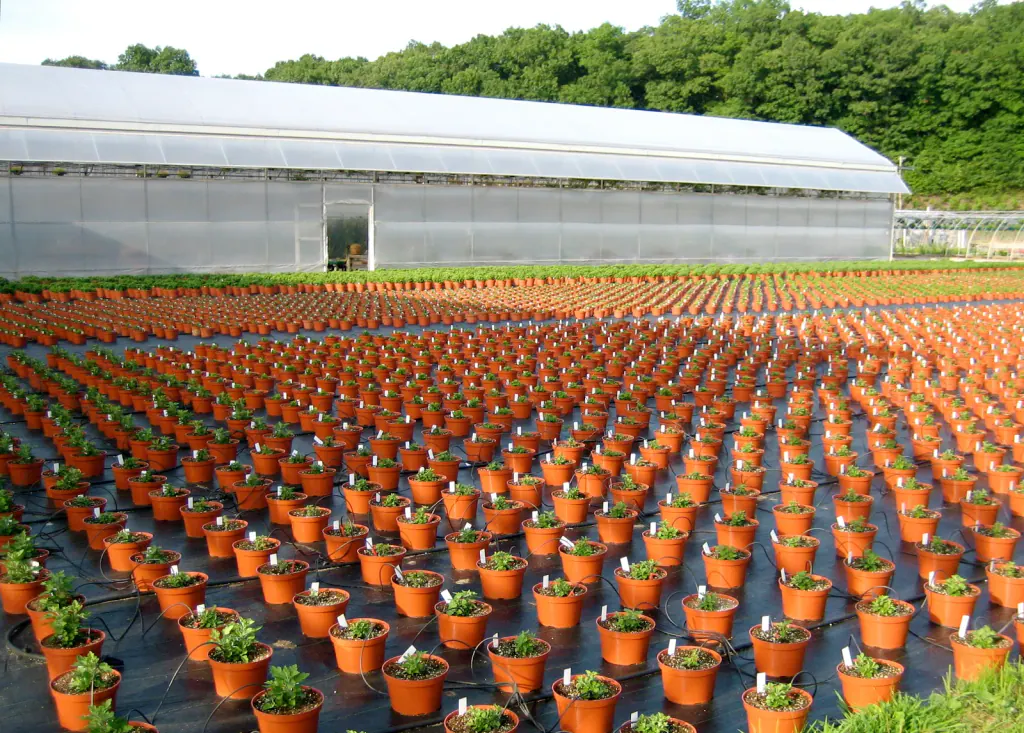 Rows of orange pots with young chrysanthemums on black ground cover, a polytunnel behind