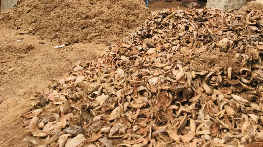 A heap of brown coir pith behind a larger heap of split coconut husks