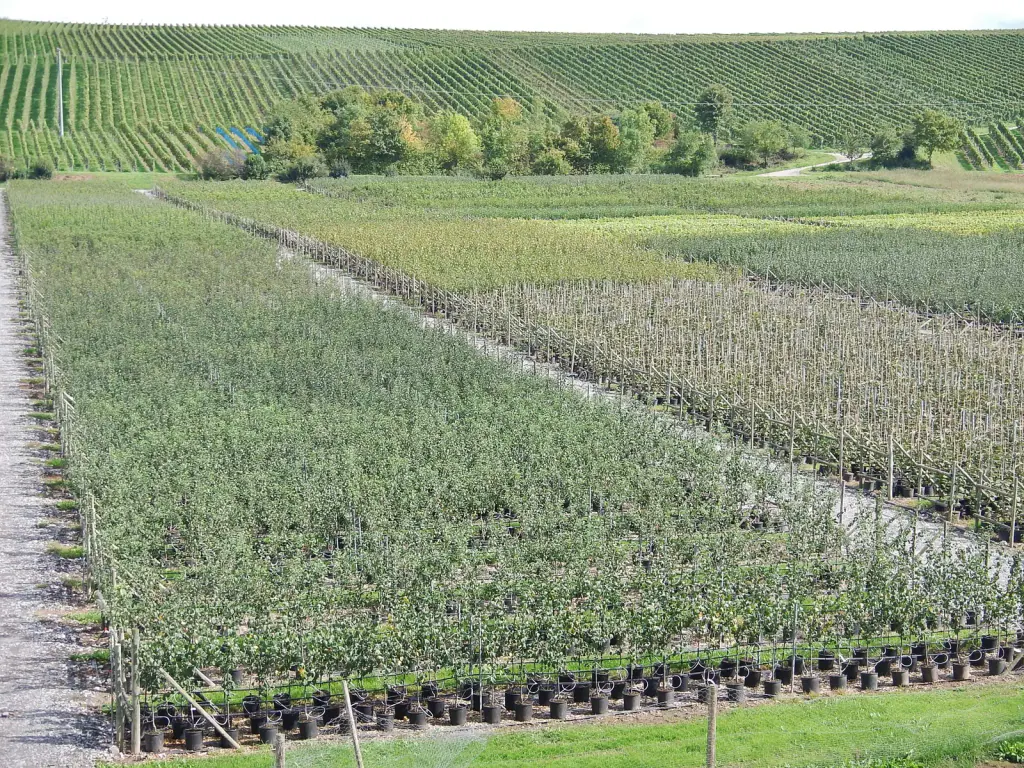 Long rows of young fruit trees in black containers at an outdoor nursery, vineyards on the slope behind