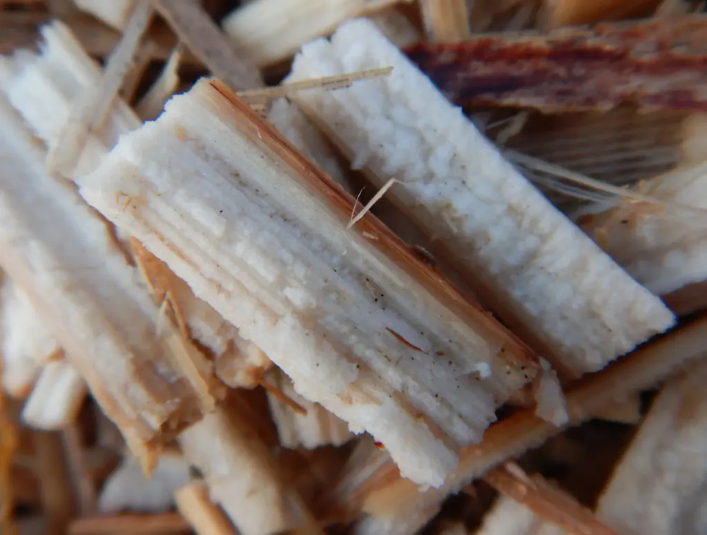 Close-up of chopped miscanthus stem pieces showing the white pith and the hard outer rind