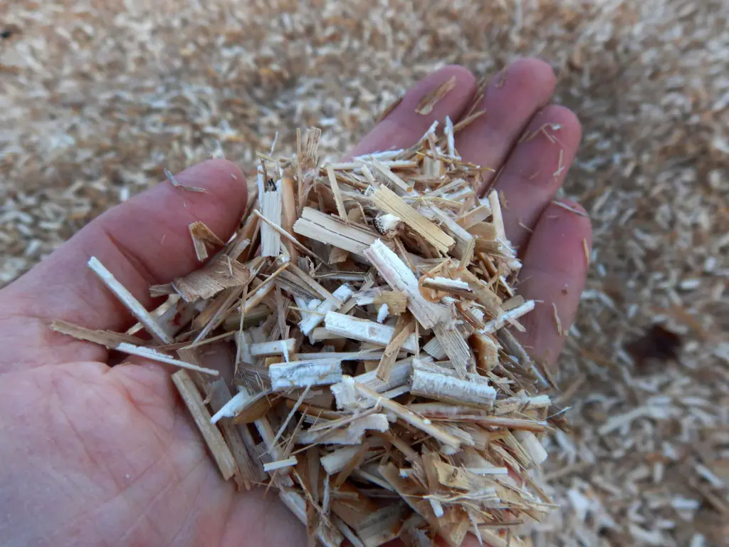 A hand holding a fistful of chopped, pale miscanthus fibre above a heap of the same material