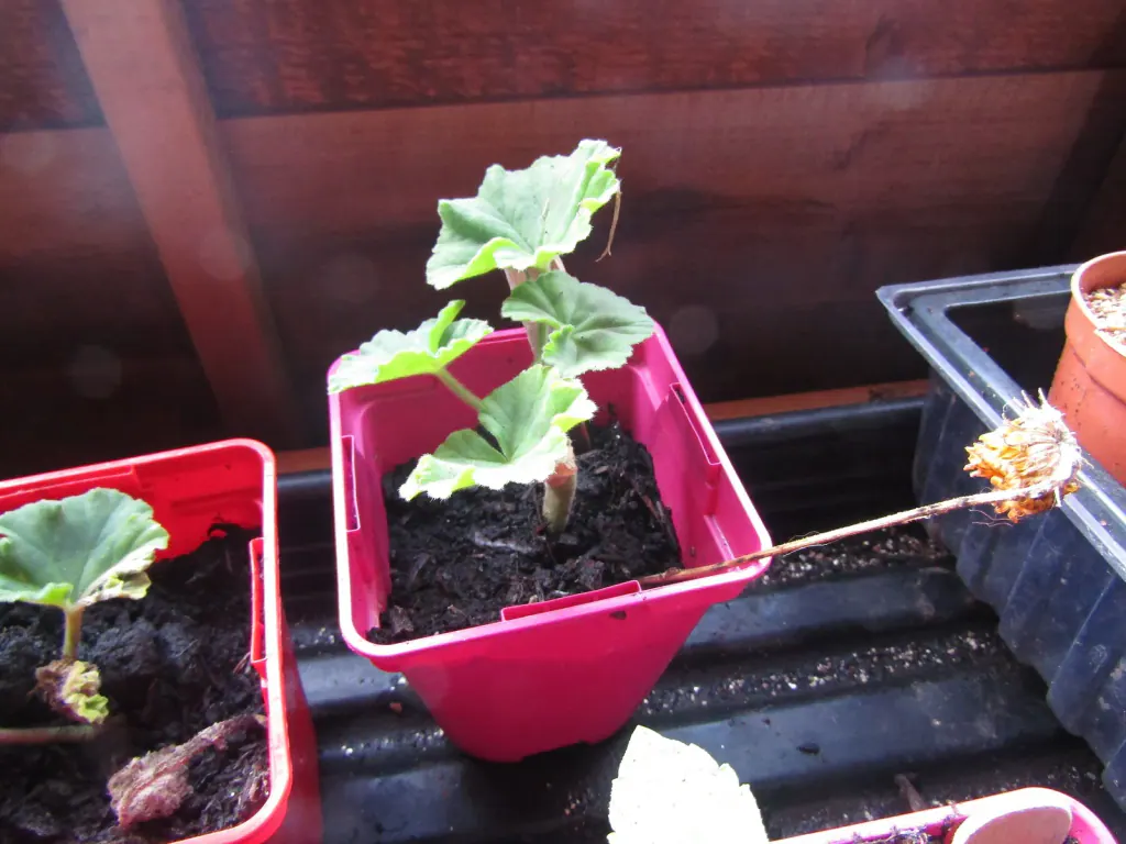 Rooted geranium cuttings in small pink pots of potting mix on a shed bench