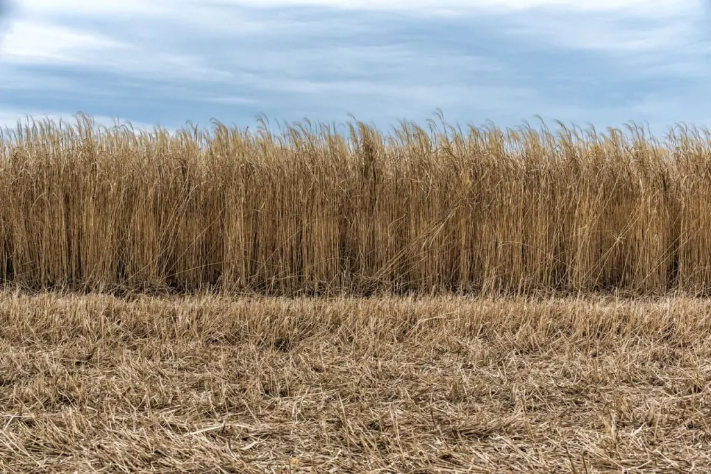 A dense wall of dry, pale miscanthus stems behind a strip of cut stubble