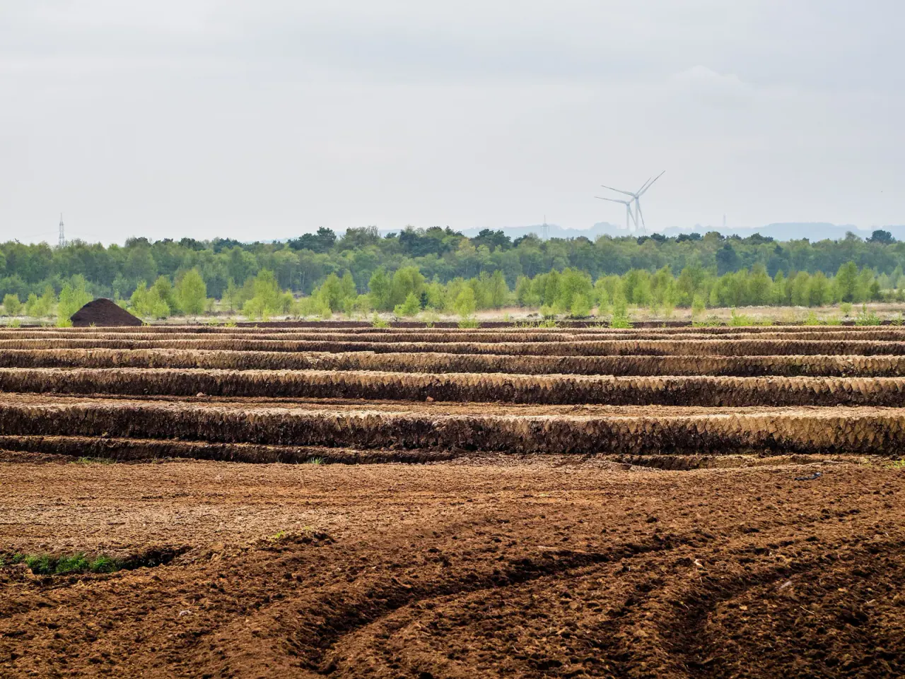 Drained peat extraction fields with long rows of cut peat, a heap of milled peat and wind turbines beyond the trees