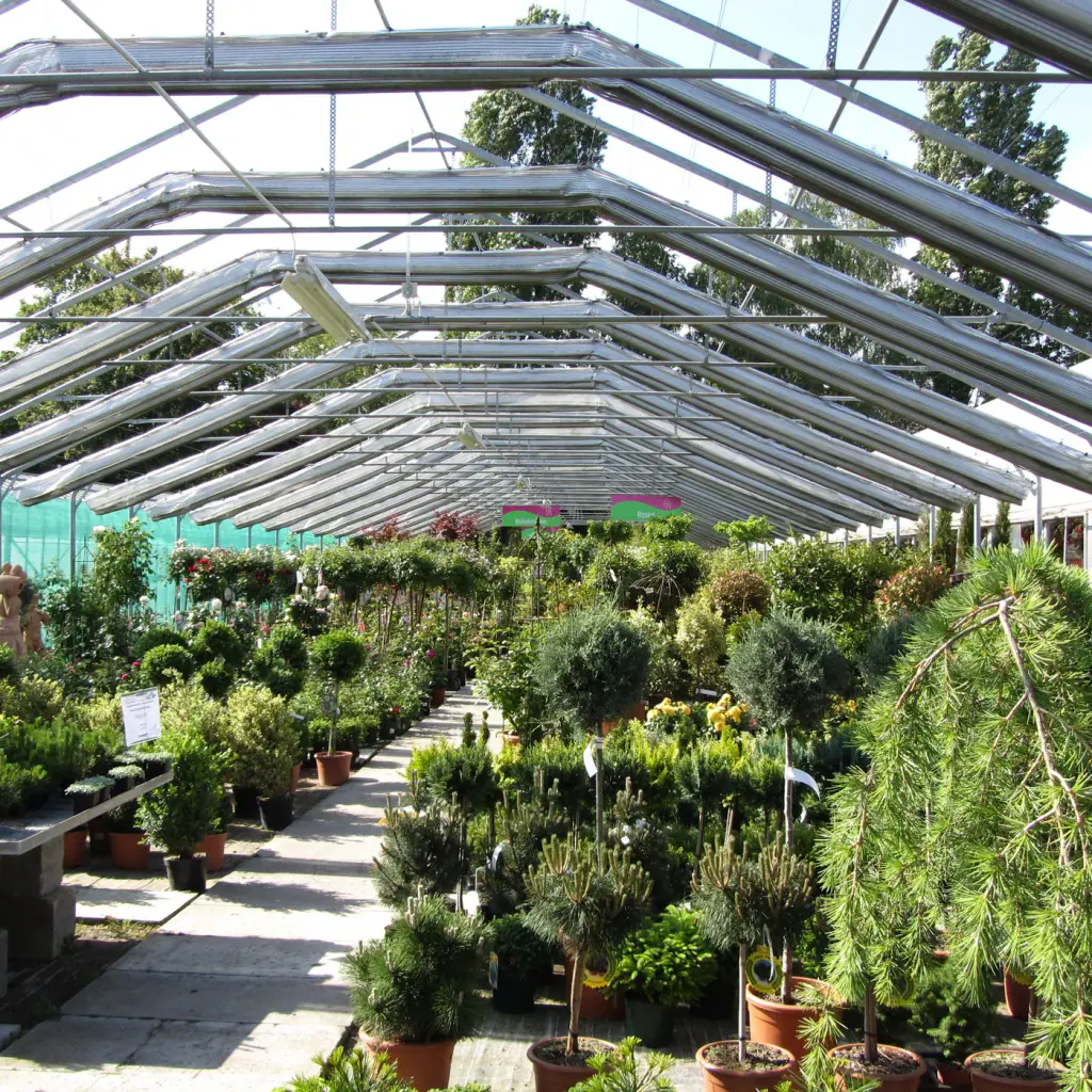Rows of container-grown nursery shrubs in pots under glass