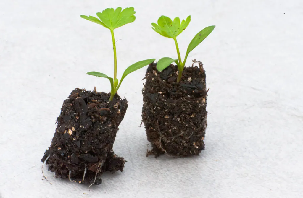 Two parsley plugs lifted out of a tray, the roots holding the growing medium together