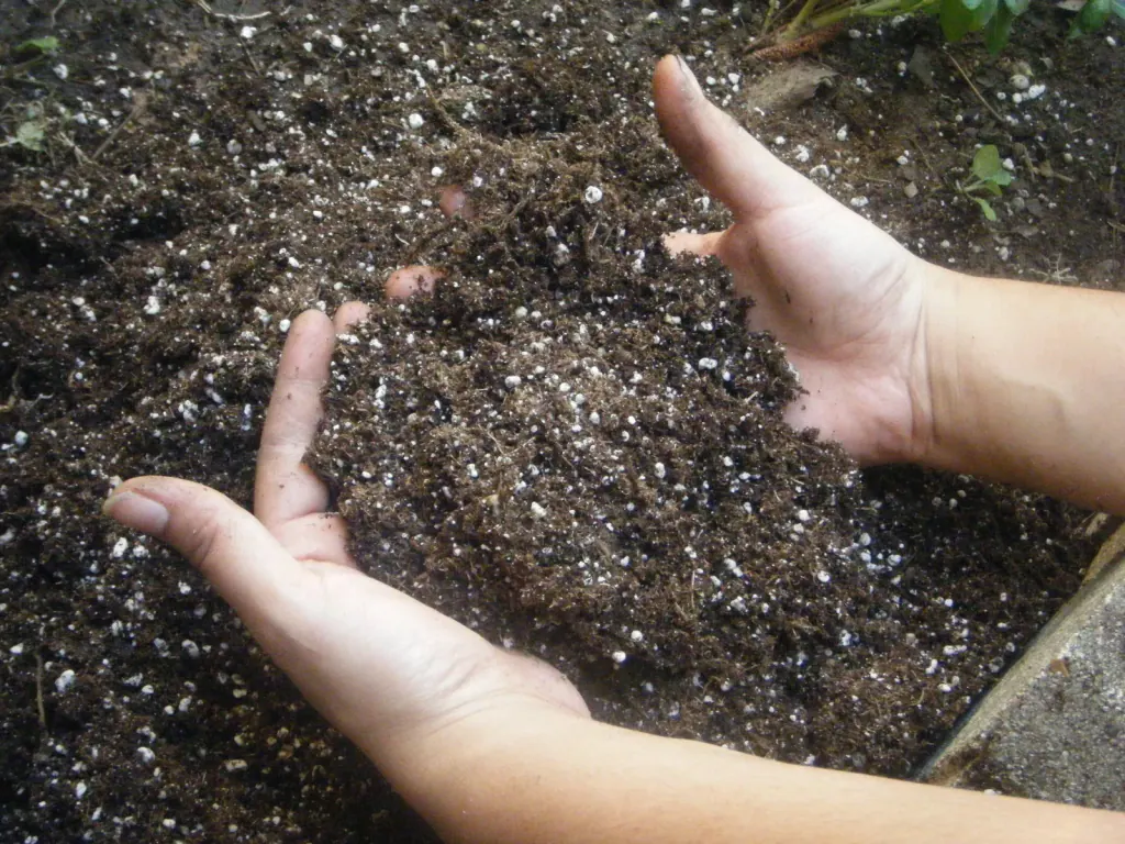Two cupped hands lifting dark potting mix with white perlite grains