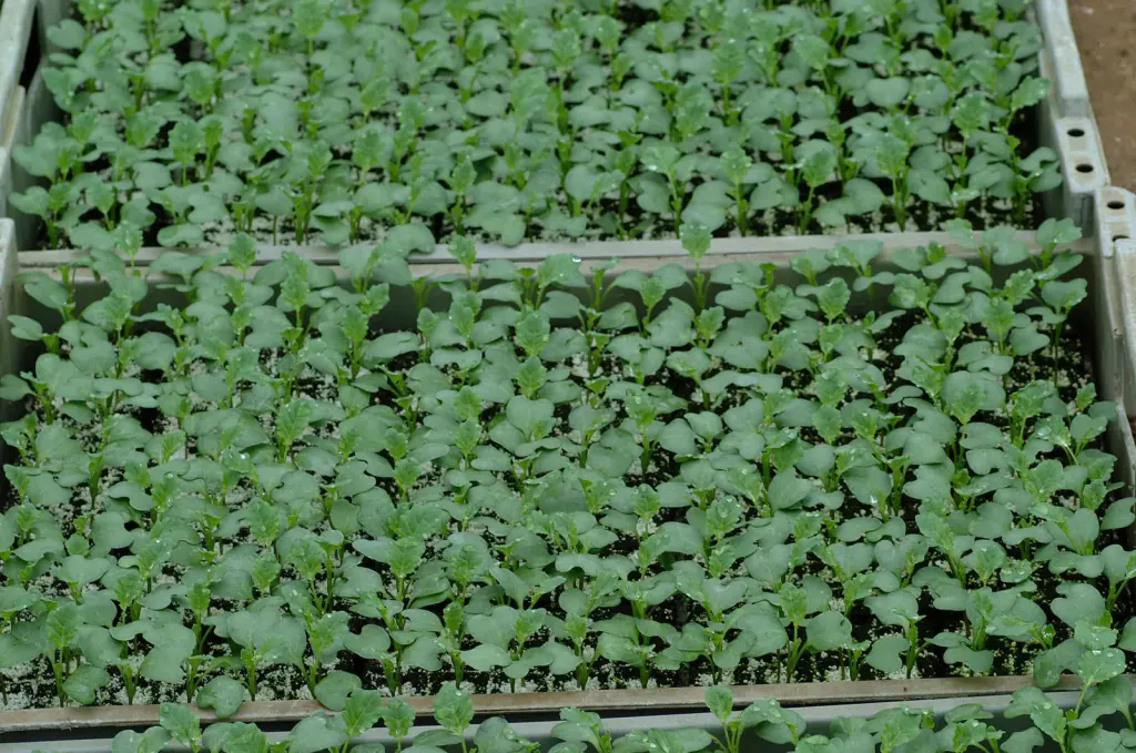 A box packed with broccoli seedlings in small pressed blocks of growing medium