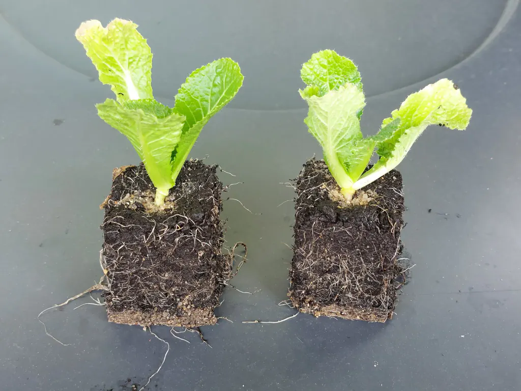 Two Chinese cabbage seedlings in pressed blocks of dark growing medium, with roots showing through the blocks