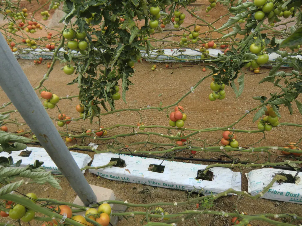 Tomato plants growing from white coir slabs on the greenhouse floor, with drip lines and ripening fruit