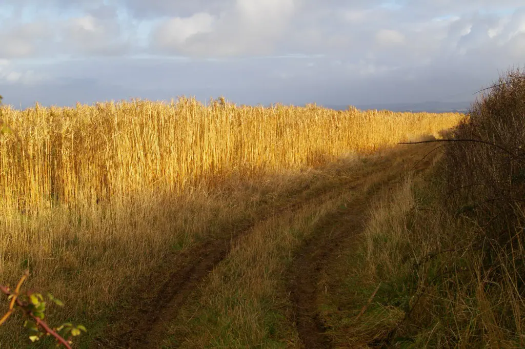 A dense stand of tall golden miscanthus beside a grassy farm track in winter
