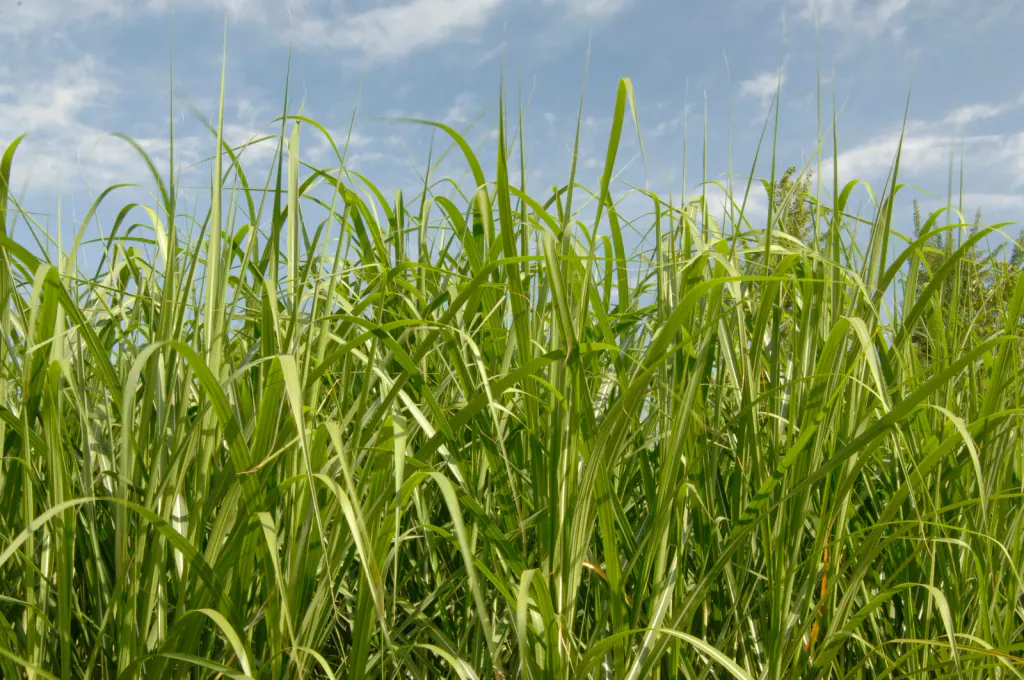 Tall green miscanthus leaves against a blue sky with light cloud in a display garden in August