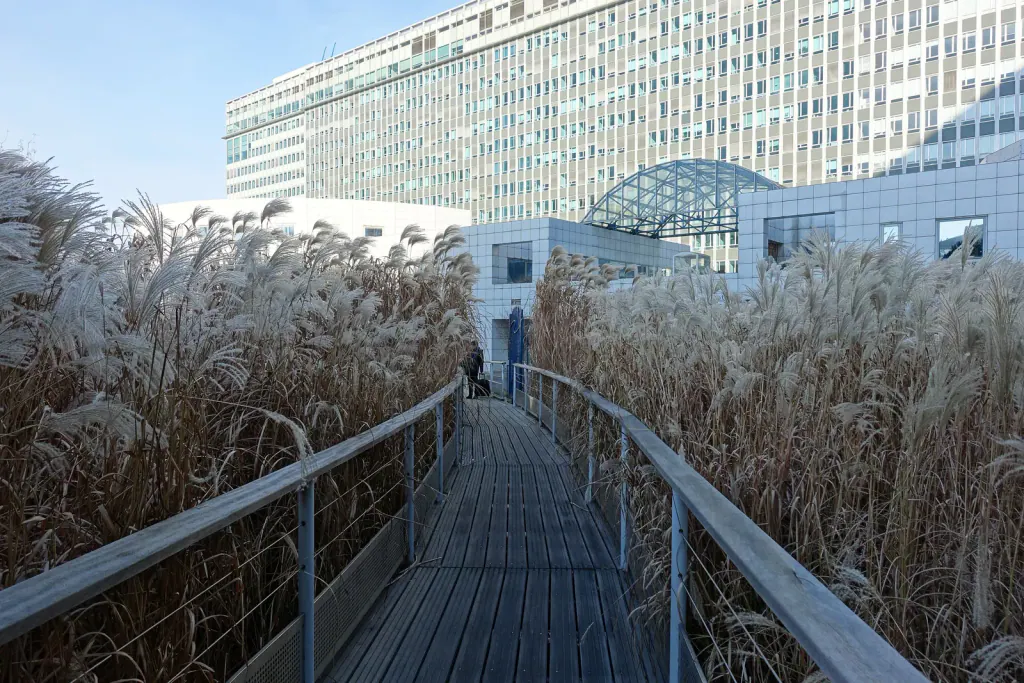 A wooden boardwalk between banks of dry, straw-coloured miscanthus with pale plumes, with office buildings behind