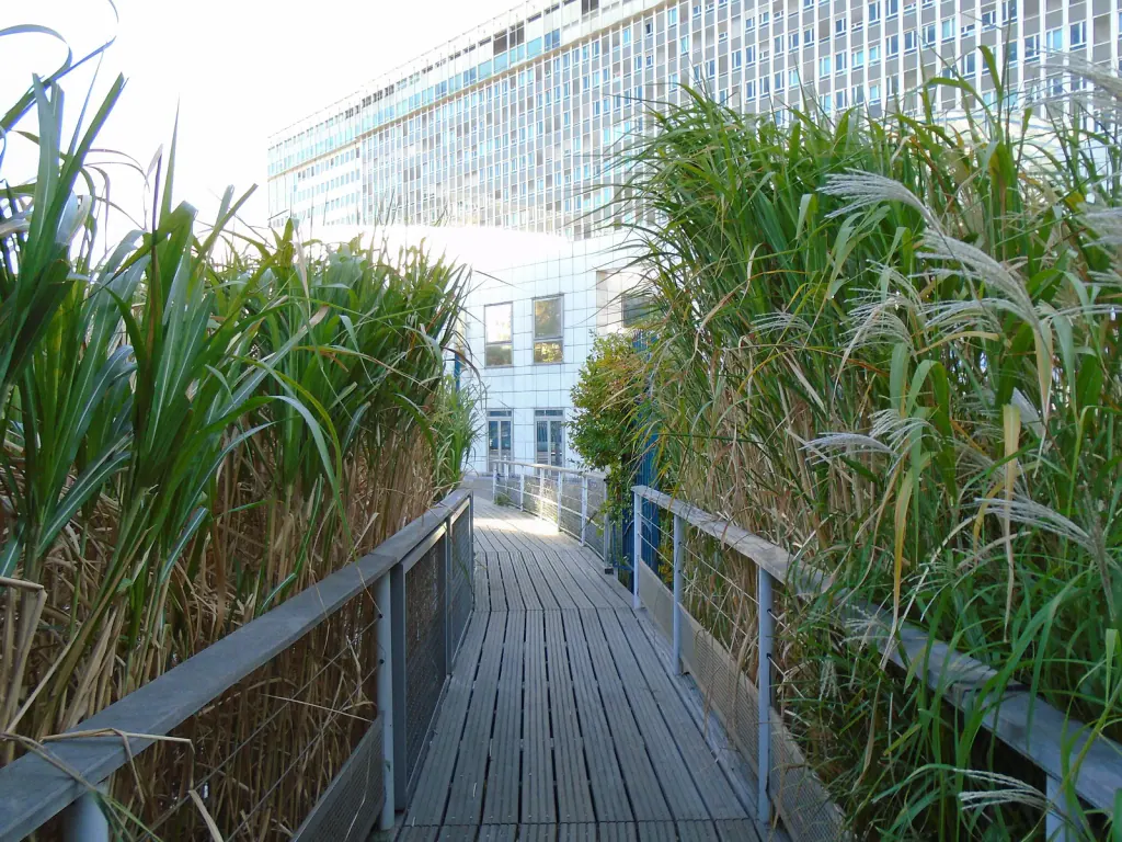 A wooden boardwalk with railings between two banks of tall green miscanthus, with a large office building behind