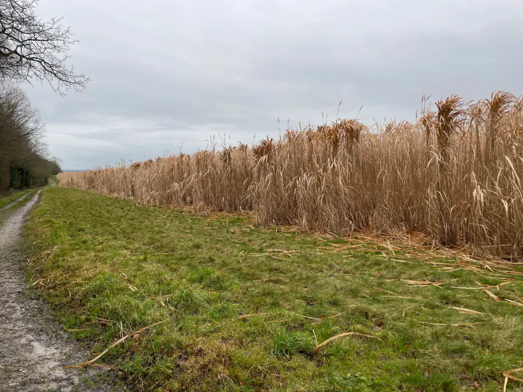 A grass verge between a muddy bridleway and a tall edge of dry, straw-coloured miscanthus under a grey winter sky