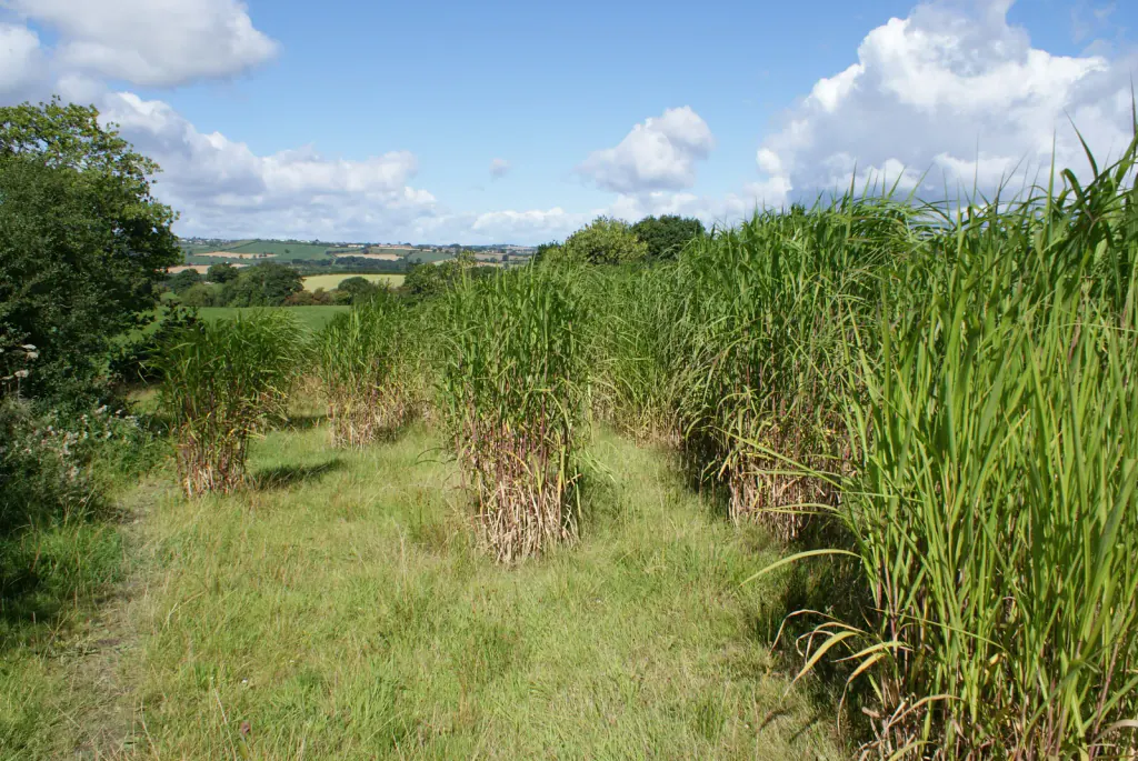 Separate clumps of green miscanthus in a row along a grassy field path, their leaves spreading wider than their bases