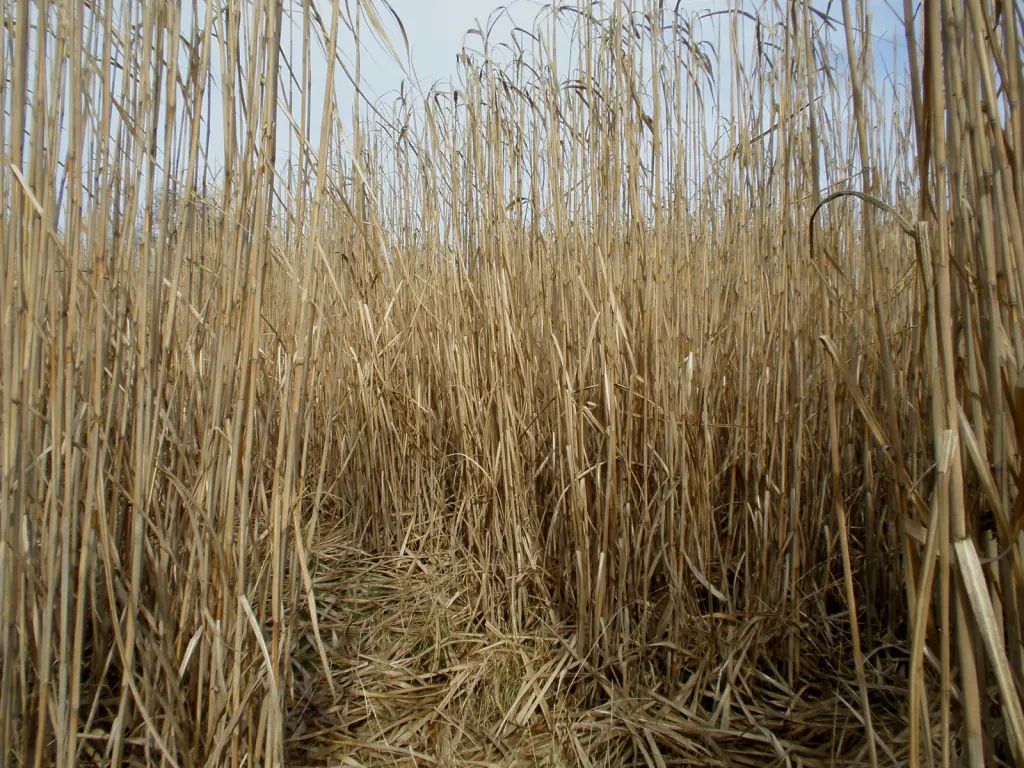 A dense stand of tall, dry, straw-coloured miscanthus canes in a garden, with fallen leaves on the ground