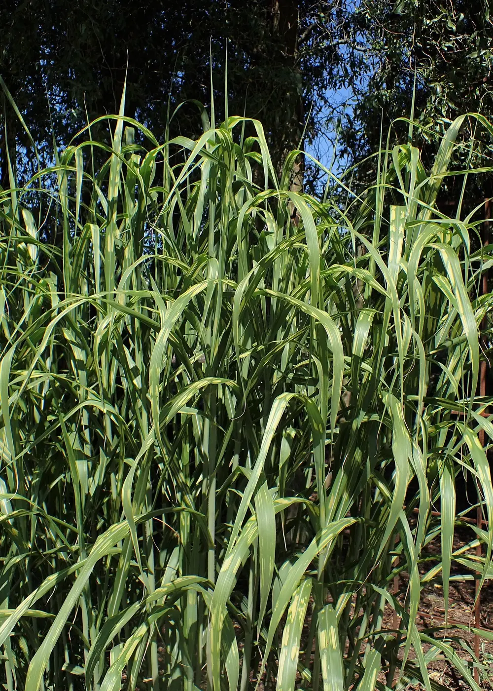 A dense clump of giant miscanthus in a garden in July, its leaves arching well above head height against dark trees