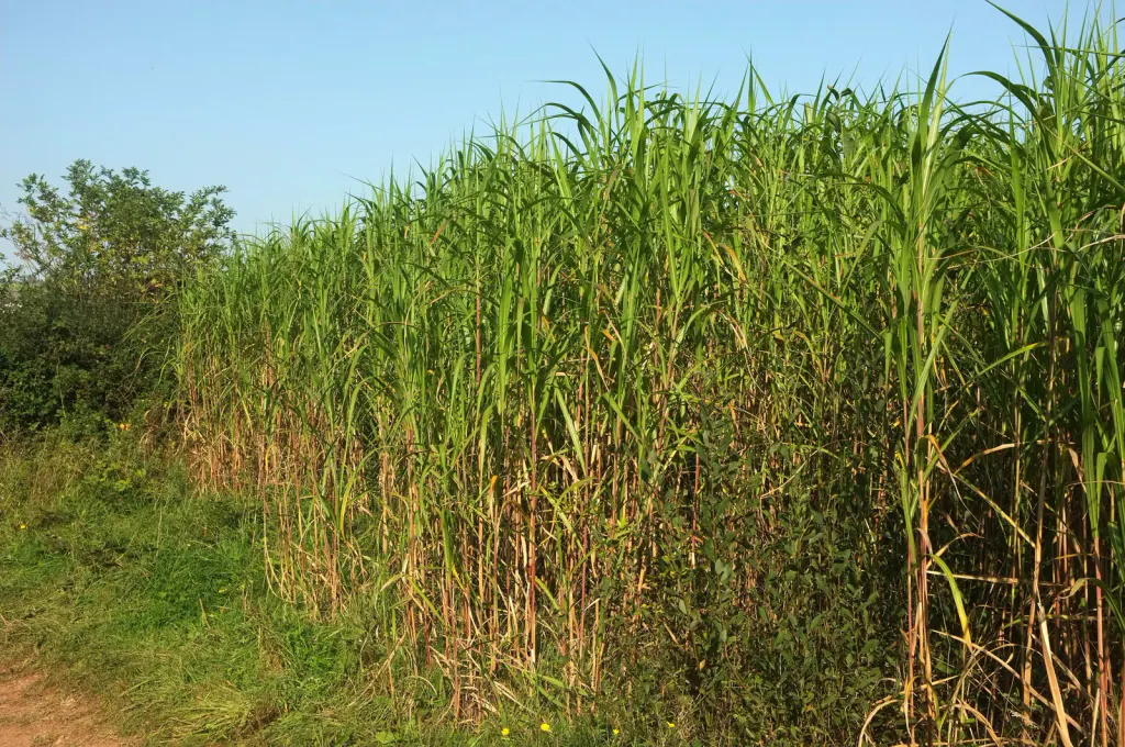 A dense green wall of miscanthus well above head height beside a grassy farm track, with a hedge on the left