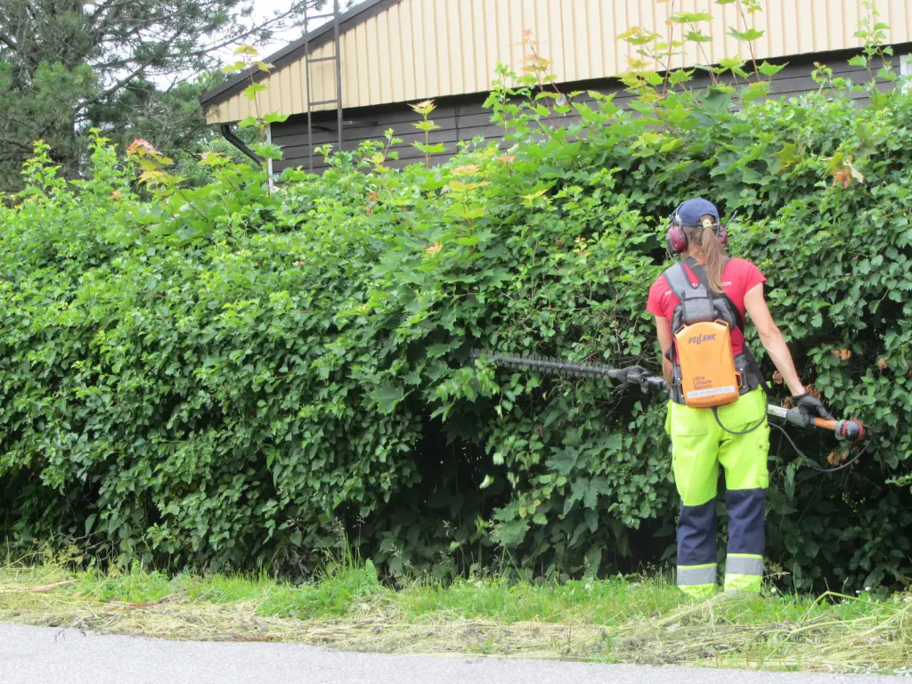 A gardener cutting a hedge with a long-reach hedge trimmer, seen from behind