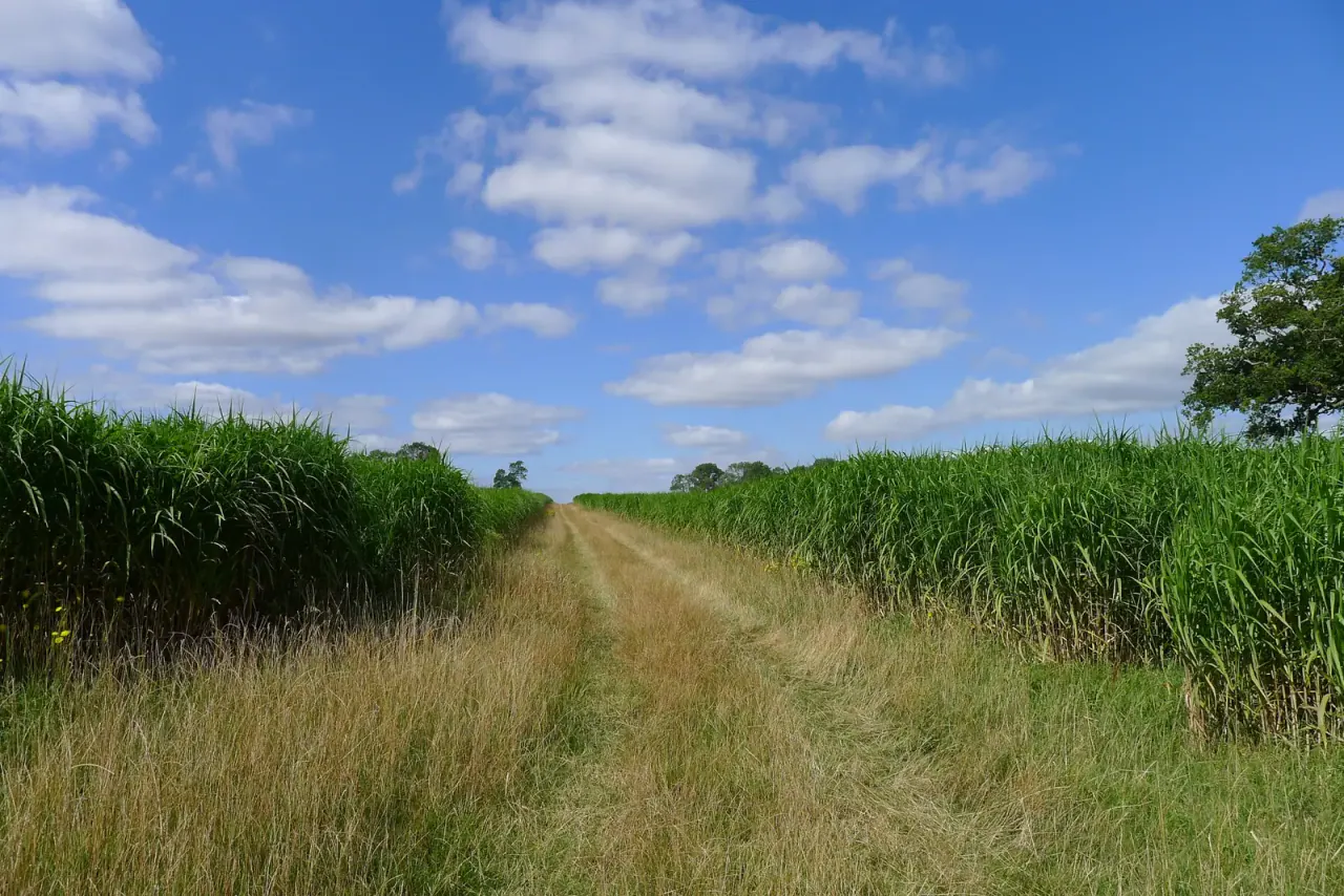 A grass path in August between two walls of green miscanthus well above head height, under a blue sky with clouds