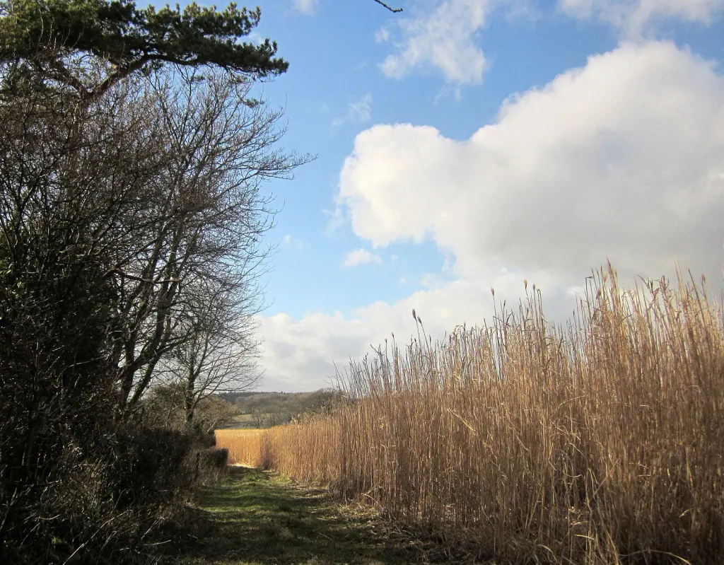 A green lane between an old hedge on the left and tall, dry miscanthus on the right, under a blue sky with clouds