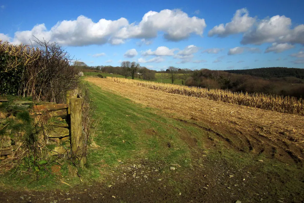 A harvested field with stubble beside a grass margin, a stone wall and a gatepost on the left and a band of standing stems behind