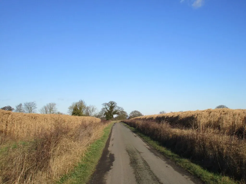 A narrow country road with dry, straw-coloured miscanthus on both sides under a clear blue sky