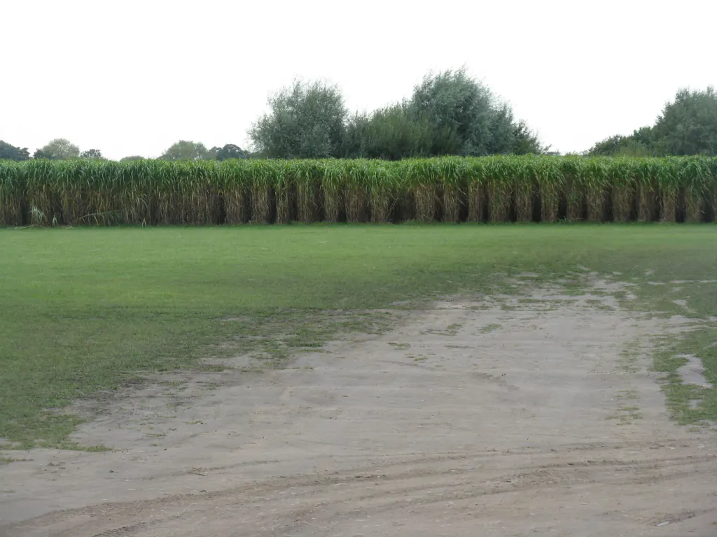 A long green band of giant miscanthus along the edge of a mown grass field, with willows behind