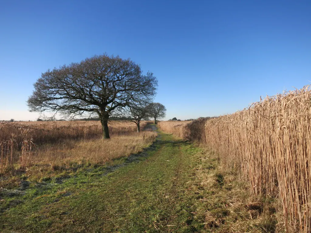 A grass track between dry miscanthus on the right and rough grass on the left, with a bare oak under a blue sky
