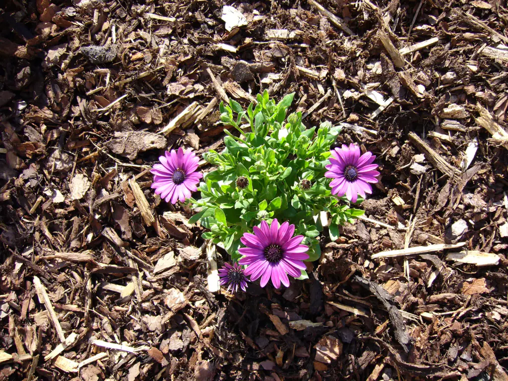 Violette Blüten von Kapkörbchen in einem Beet mit braunem Rindenmulch