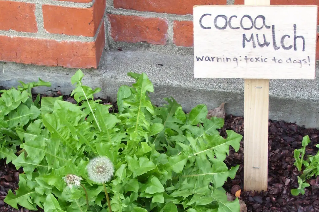 Ein Beet mit dunklem Kakaoschalenmulch, Löwenzahnblättern und einem handgeschriebenen Warnschild