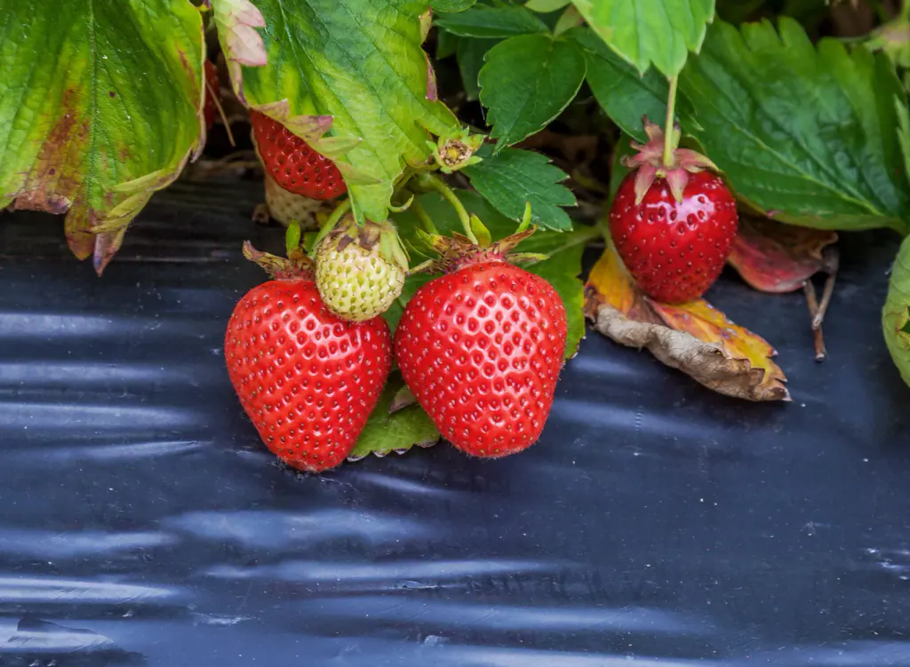 Reife Erdbeeren auf schwarzer Mulchfolie aus Kunststoff
