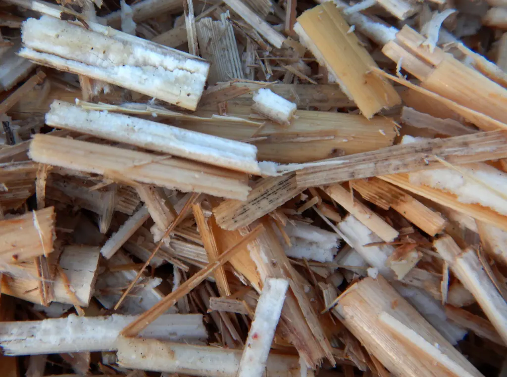 Nahaufnahme gehäckselter Miscanthus-Halme mit weißem Mark und heller Rinde