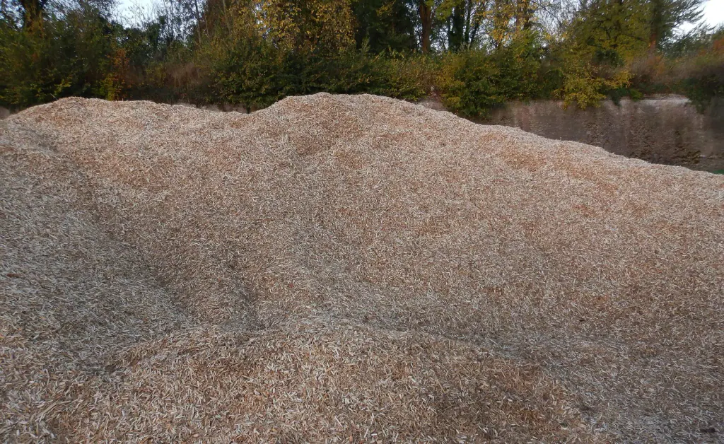 Ein großer Haufen Miscanthus-Häcksel auf einem Lagerplatz, dahinter Bäume