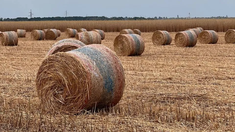 Rundballen aus Miscanthus auf einem abgeernteten Feld