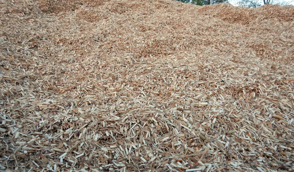 Die helle, gleichmäßige Oberfläche eines Haufens Miscanthus-Häcksel, bildfüllend