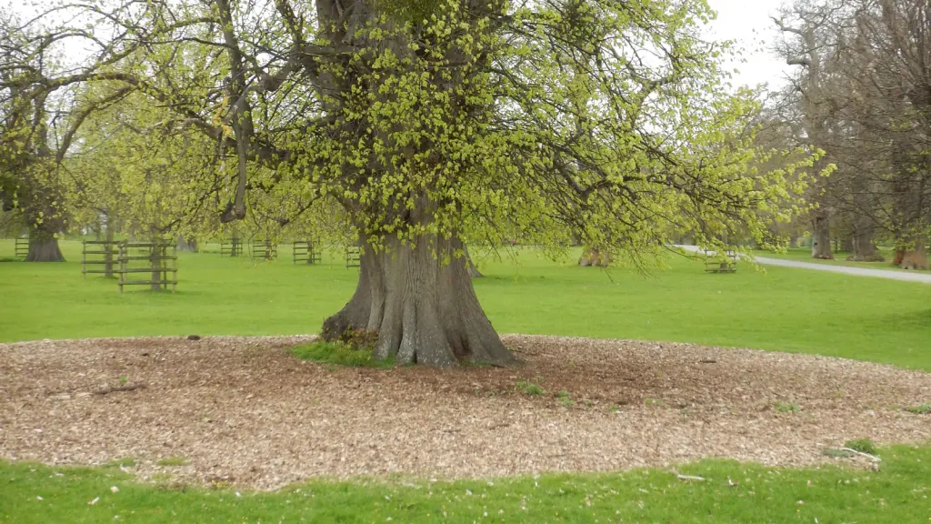 Ein breiter Mulchring um den Stamm eines alten Baums in einem Park mit Rasenflächen