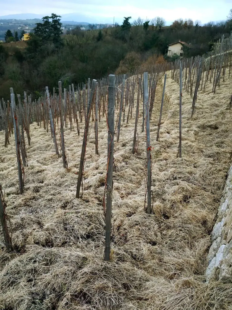 Rebzeilen im Winter mit einem Streifen Strohmulch unter jeder Reihe
