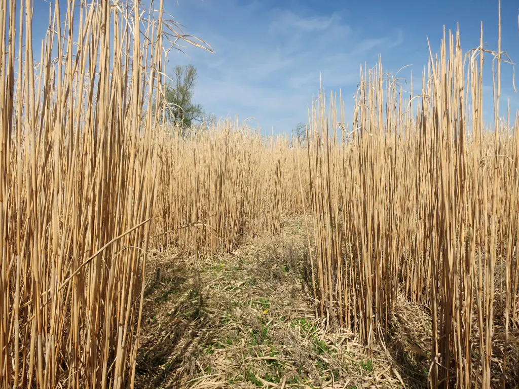 Dense, straw-coloured miscanthus canes seen from inside the crop, with a blue sky above