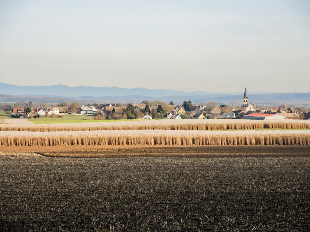 Pale miscanthus fields in winter between a ploughed field and a village, with hills on the horizon